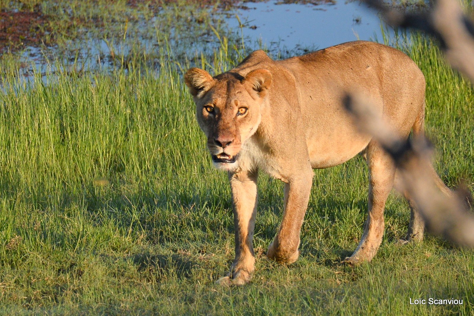Lionne/Lioness (7)