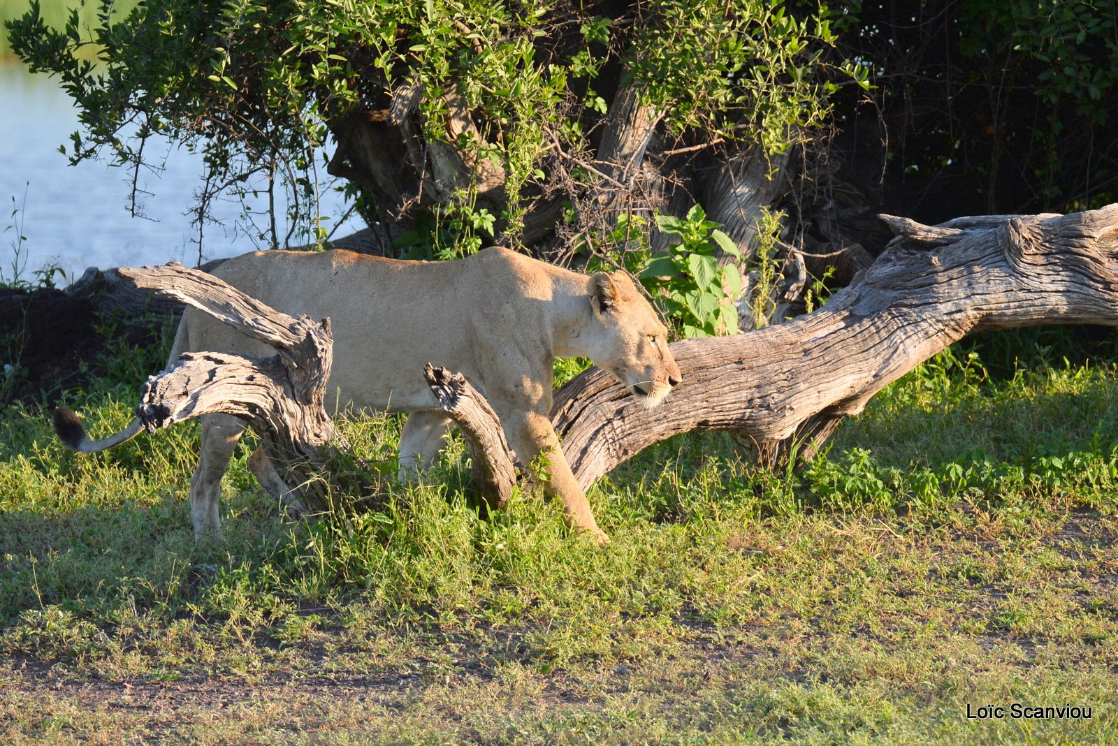 Lionne/Lioness (8)