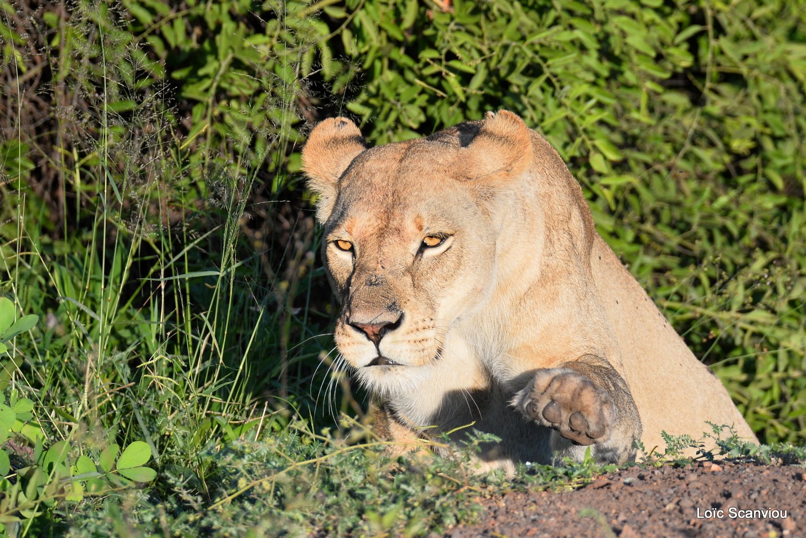 Lionne/Lioness (9)