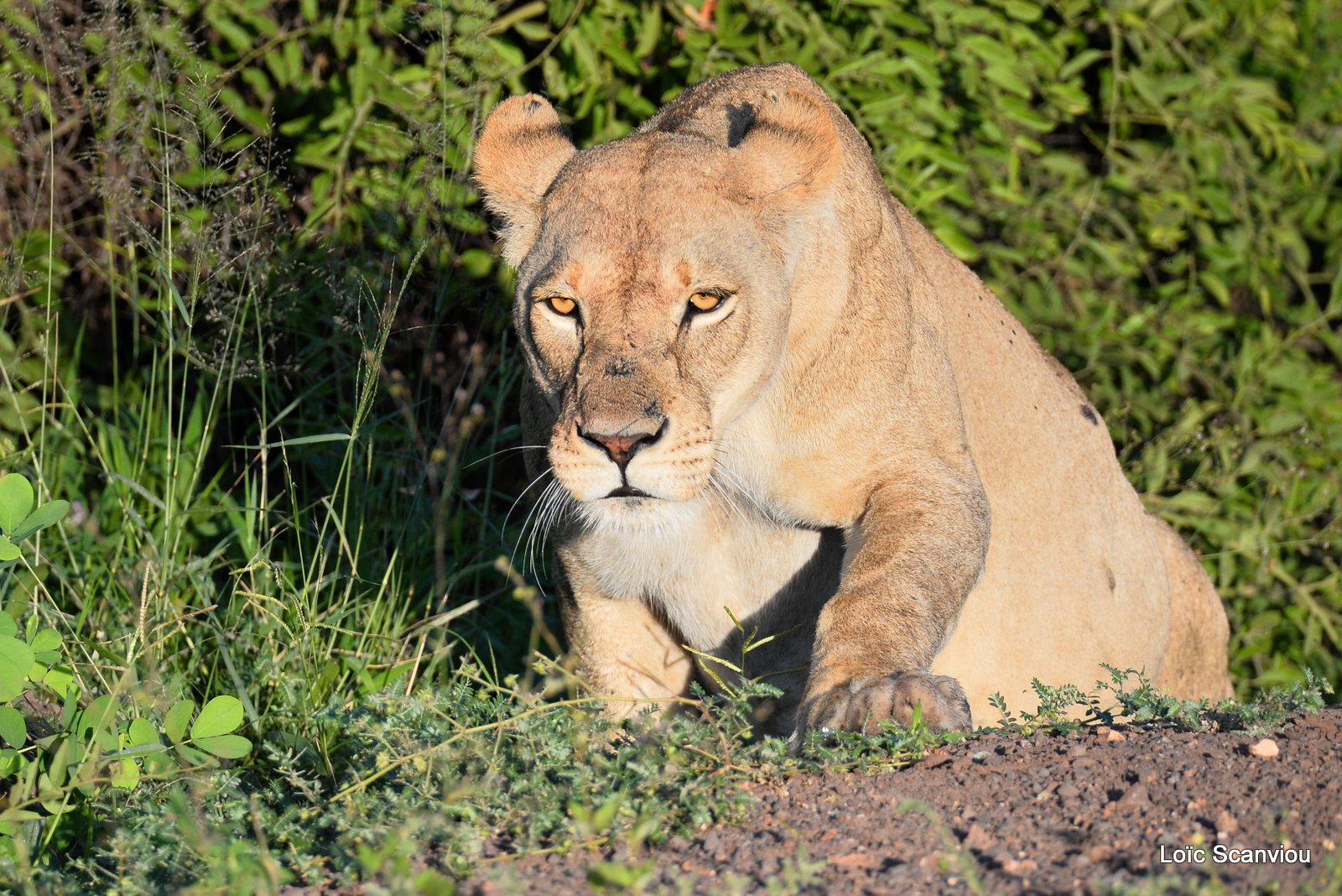 Lionne/Lioness (10)