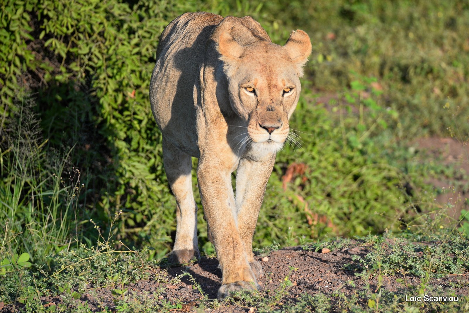 Lionne/Lioness (11)