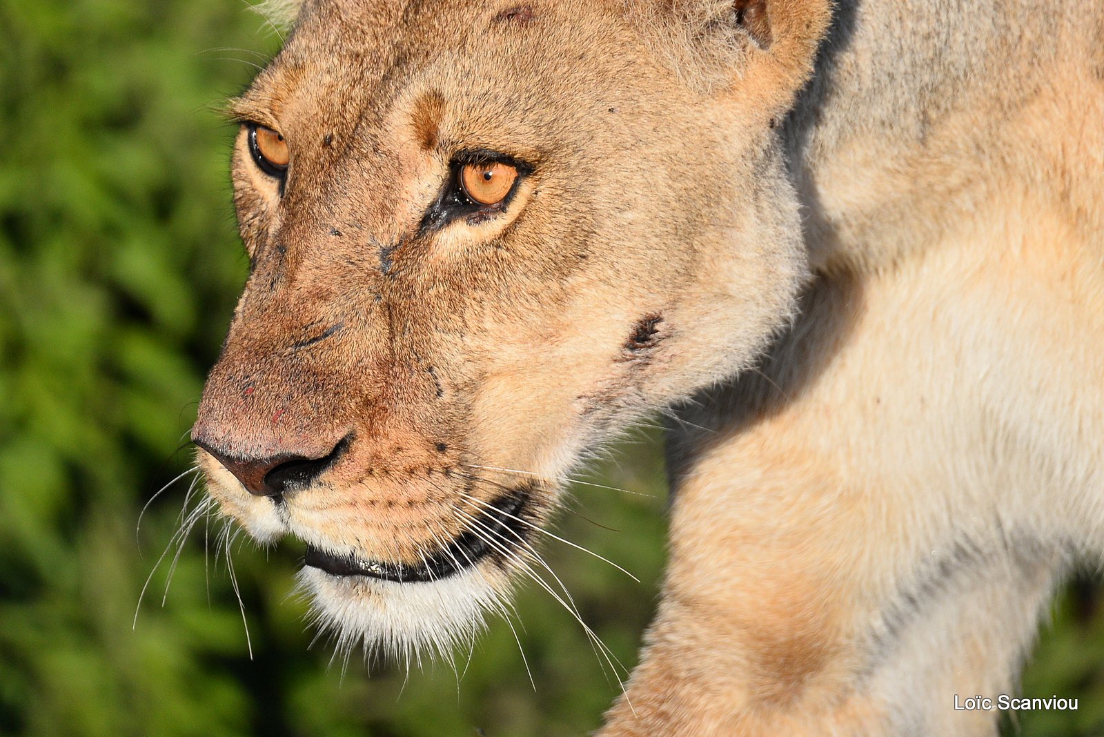 Lionne/Lioness (12)