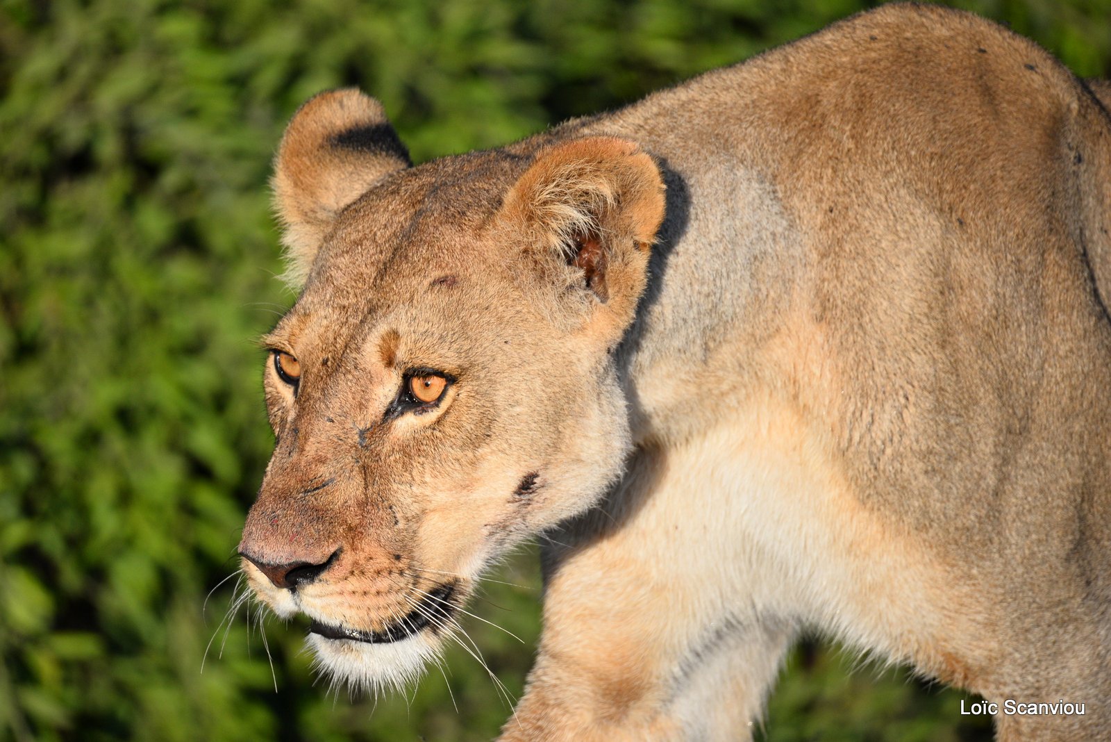 Lionne/Lioness (13)