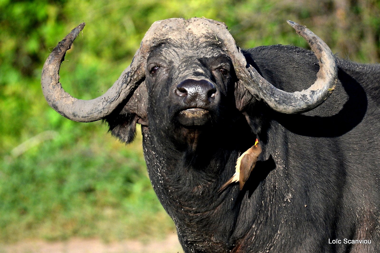 Buffle d'Afrique/Cape Buffalo (4)