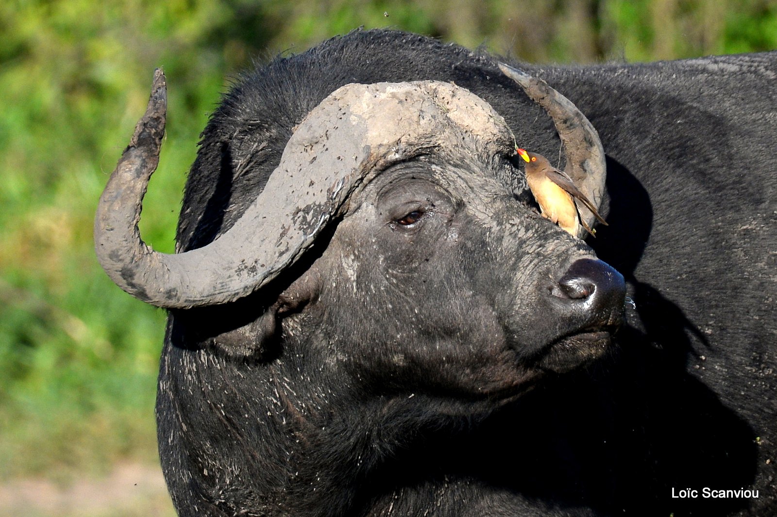 Buffle d'Afrique/Cape Buffalo (5)