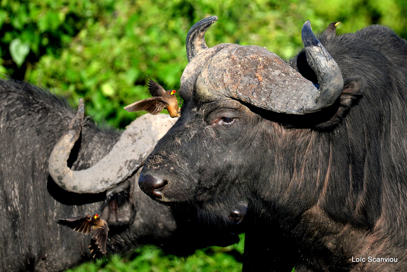 Buffle d'Afrique/Cape Buffalo (6)