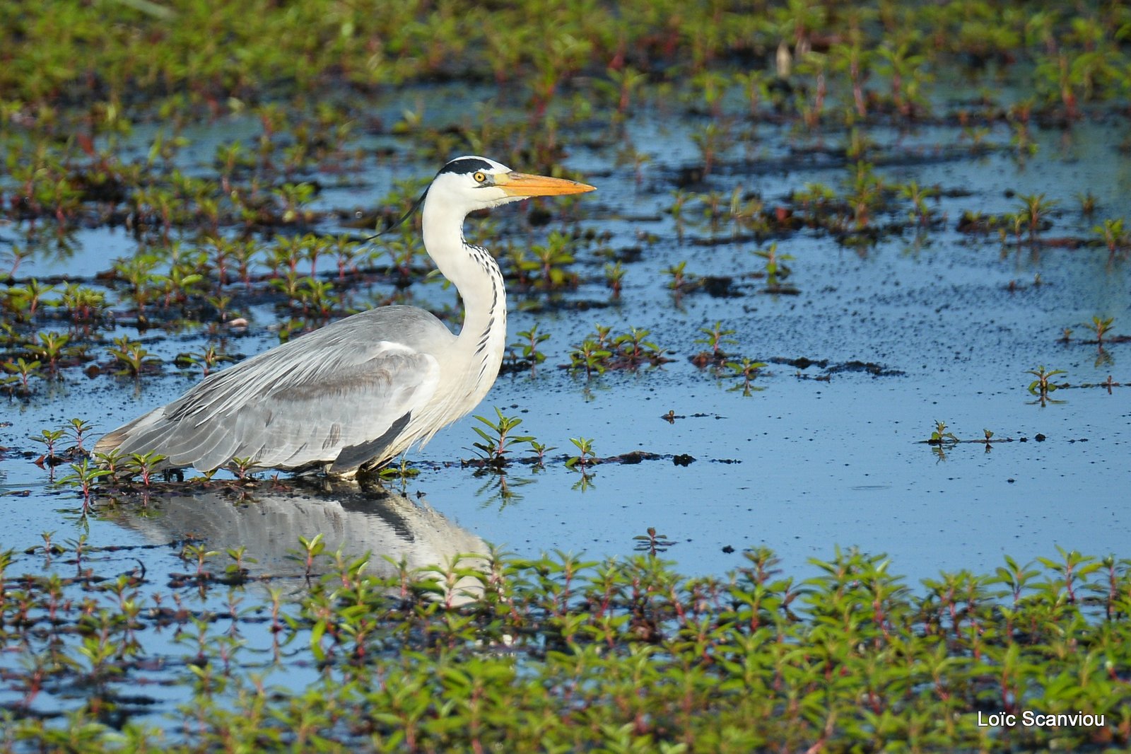 Héron cendré/Grey Heron (1)