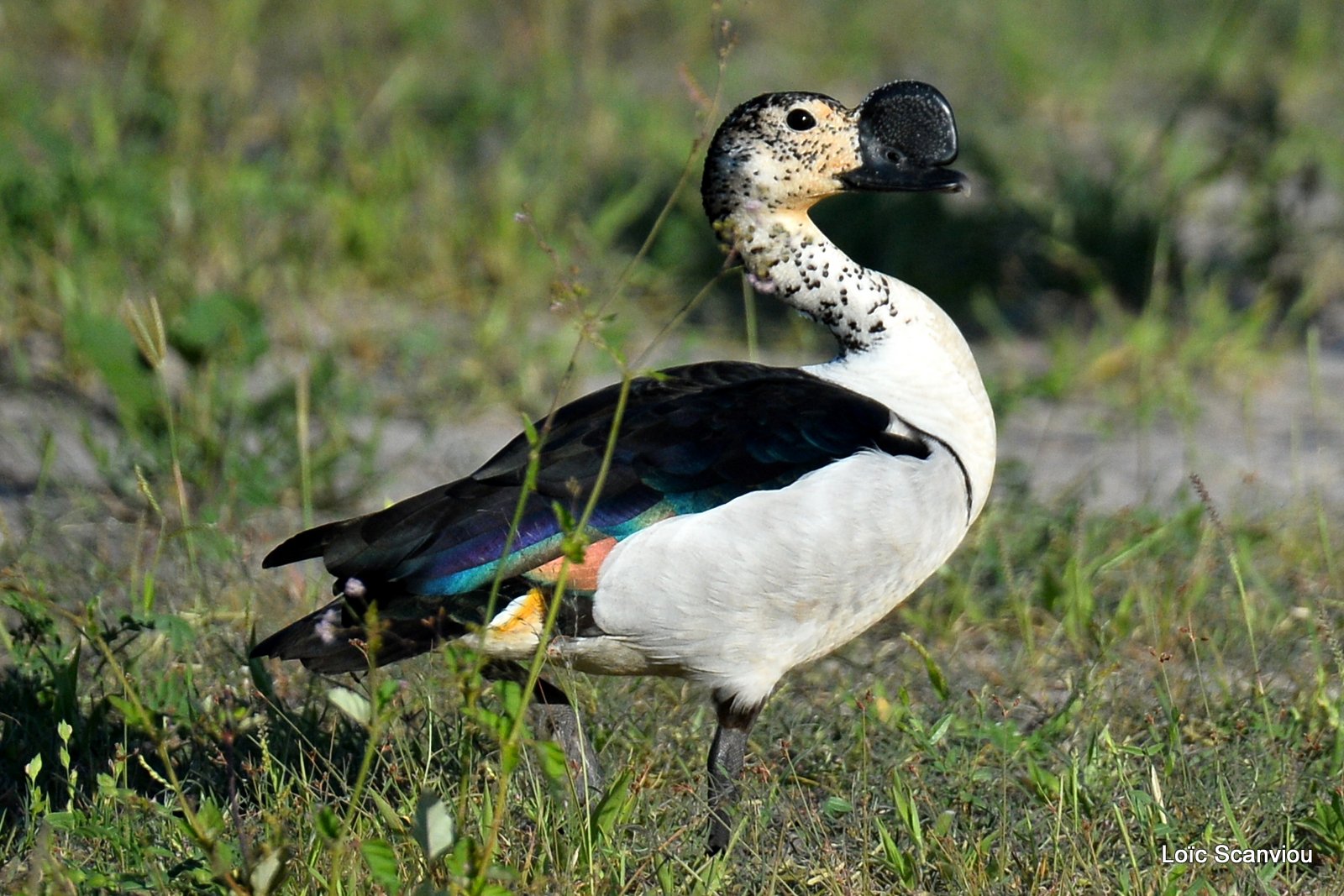 Canard à bosse/Comb Duck (3)