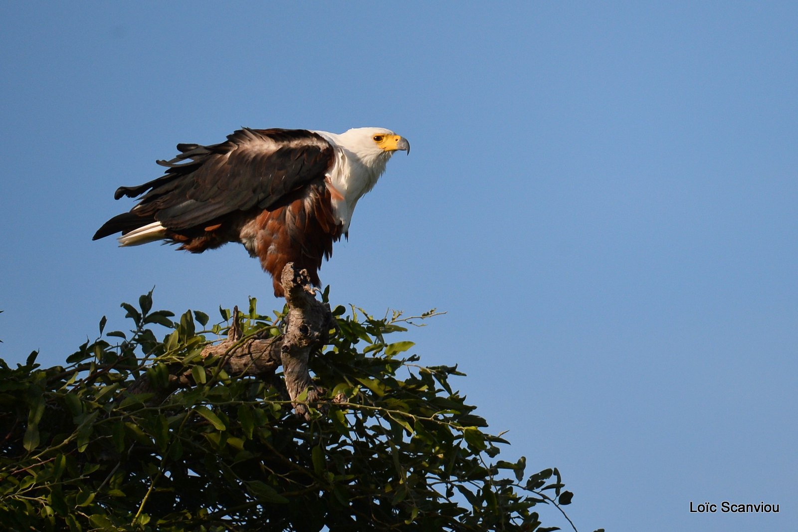 Pygargue vocifère/African Fish Eagle (8)