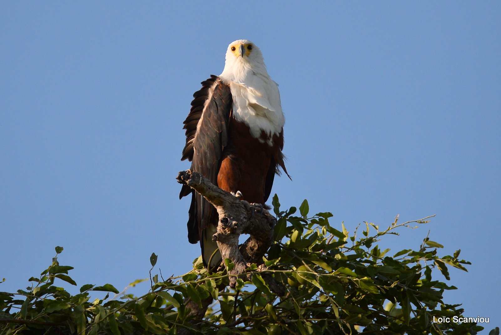 Pygargue vocifère/African fish Eagle (7)