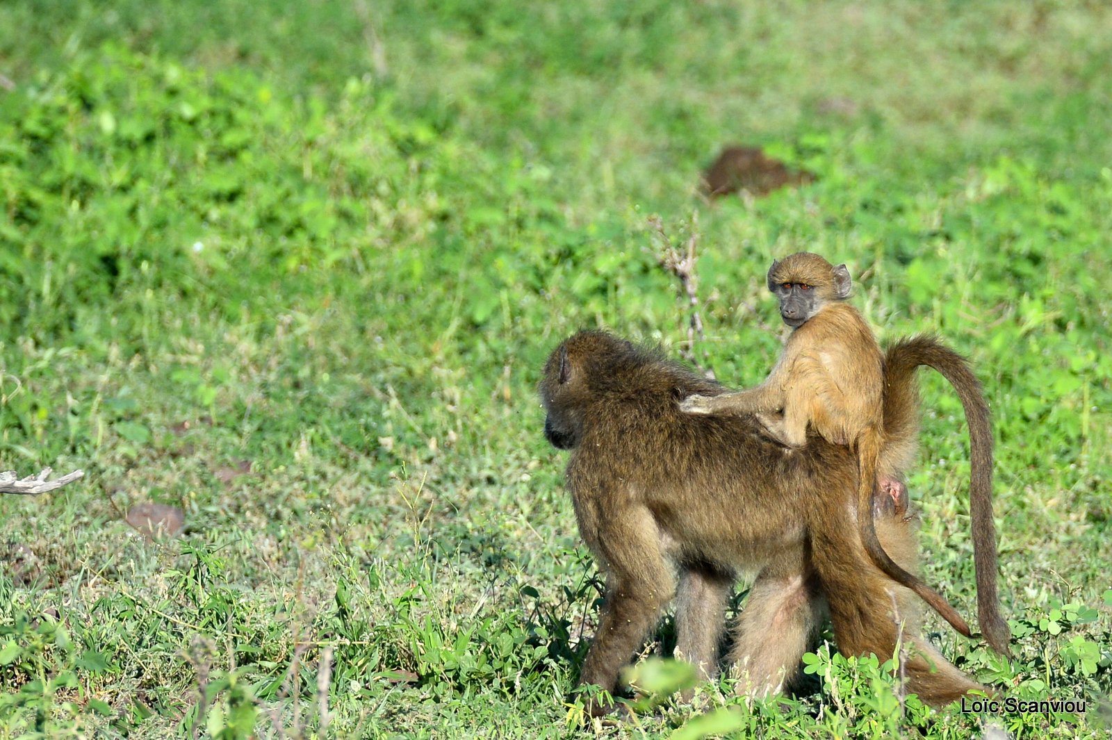 Babouin chacma/Chacma Baboon (15)