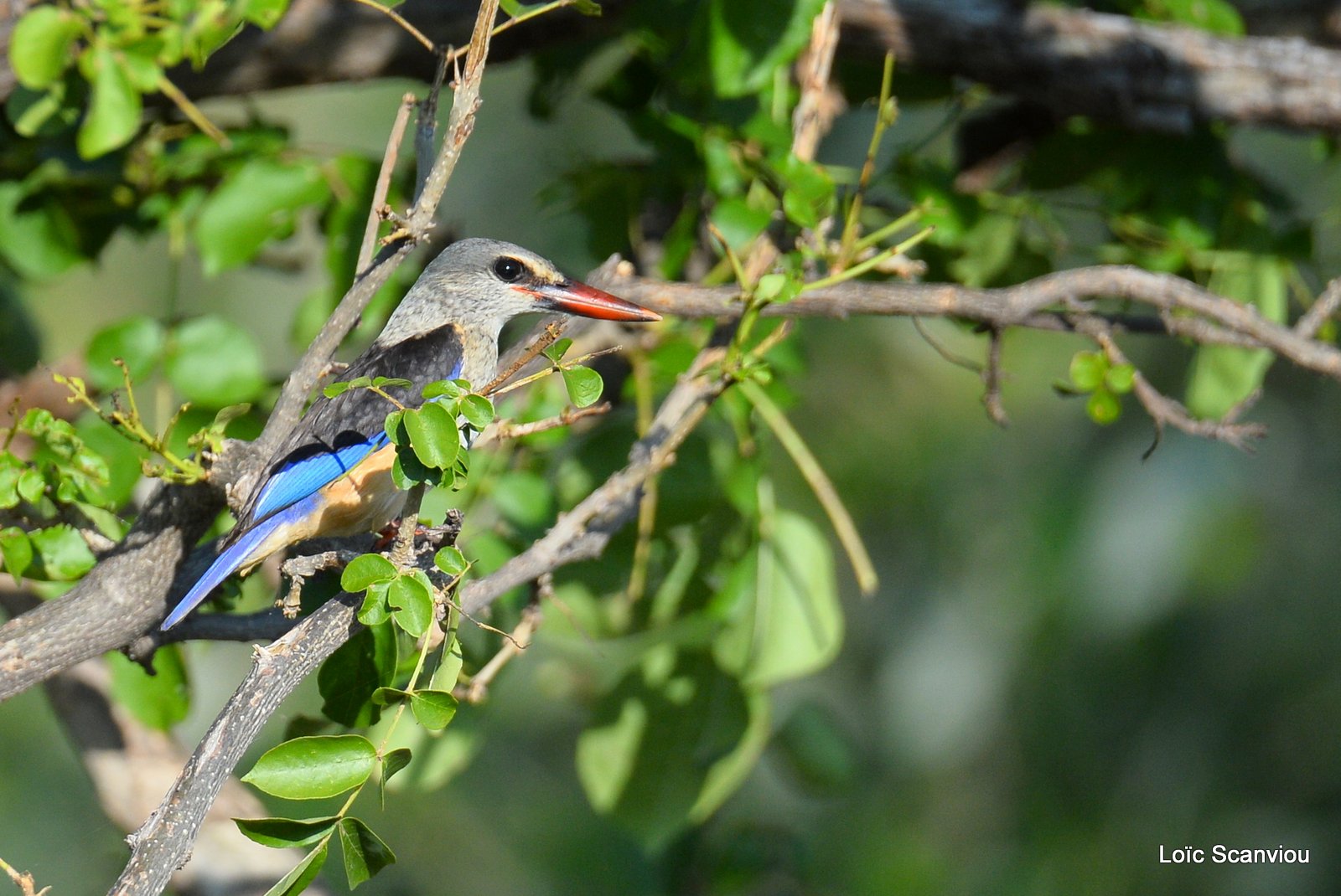 Martin-chasseur à tête brune/Brown-hooded Kingfisher (1)