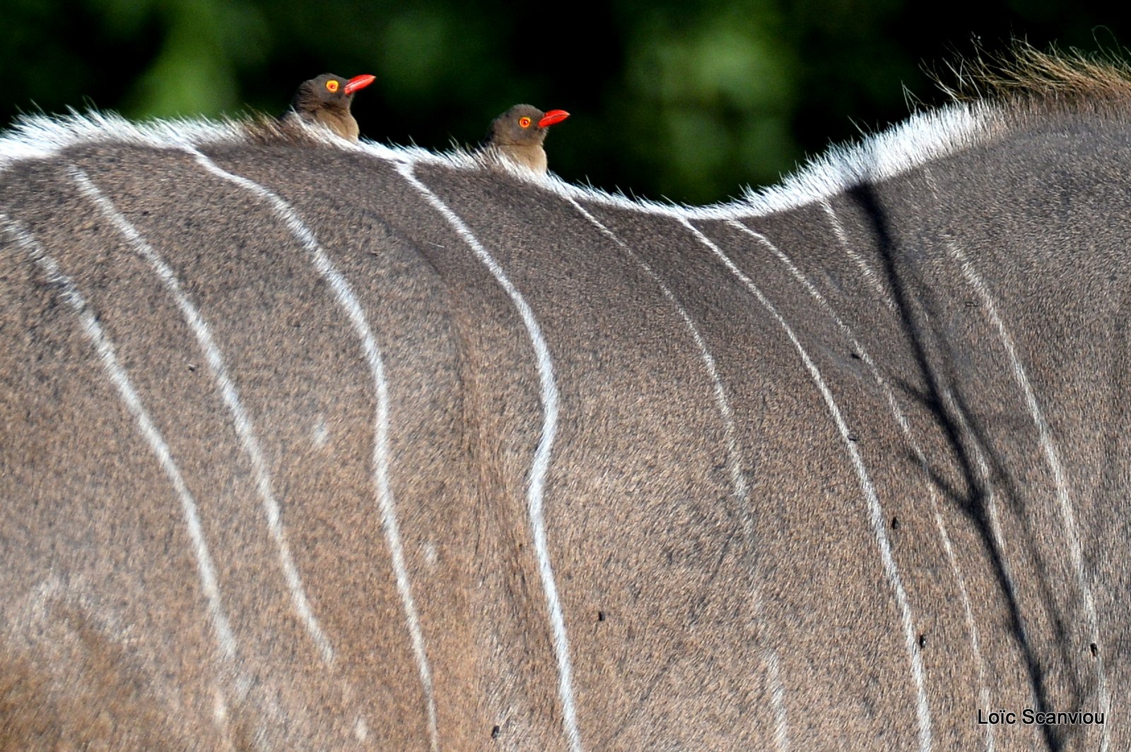 Pique-bœuf à bec rouge/Red-billed Oxpecker (1)