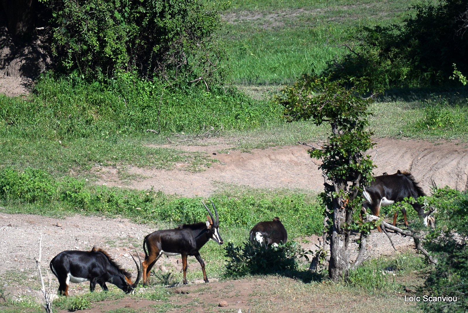 Hippotrague noir/Sable Antelope (6)