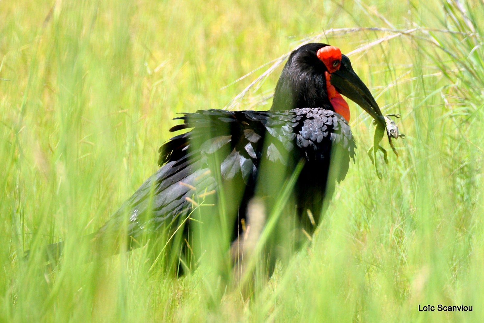 Bucorve du Sud/Southern Ground Hornbill (4)