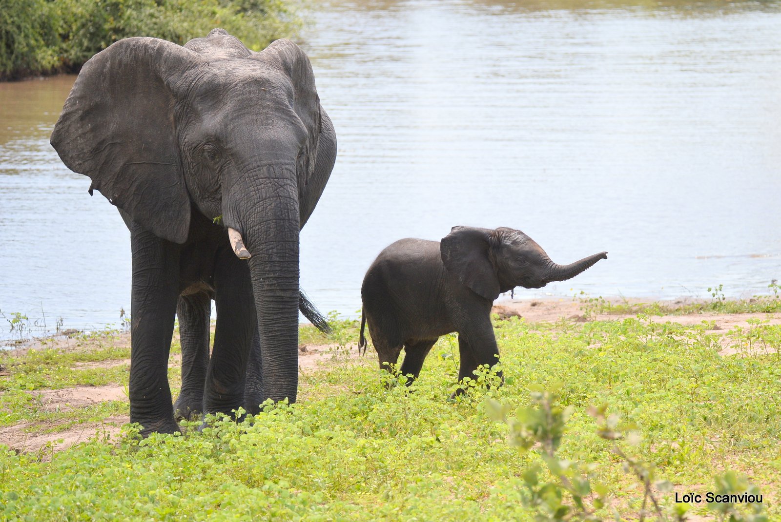 Chobe River Front 2020 (29)