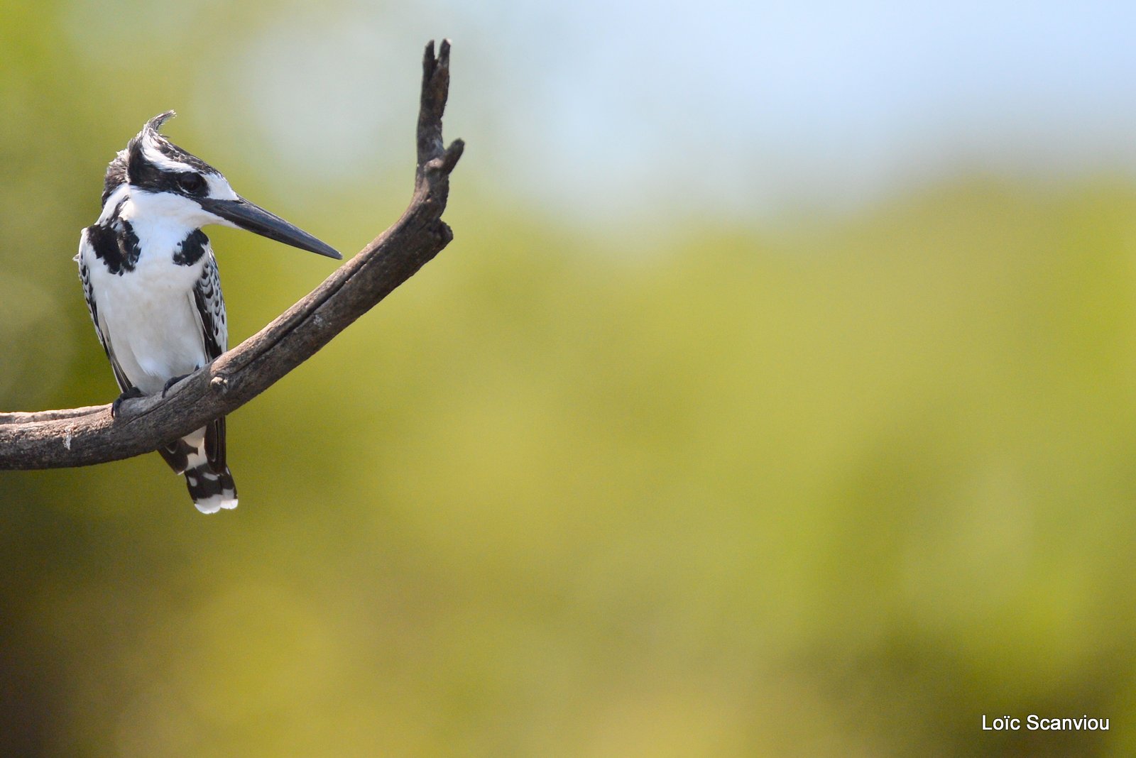 Martin-pêcheur pie/Pied Kingfisher (1)