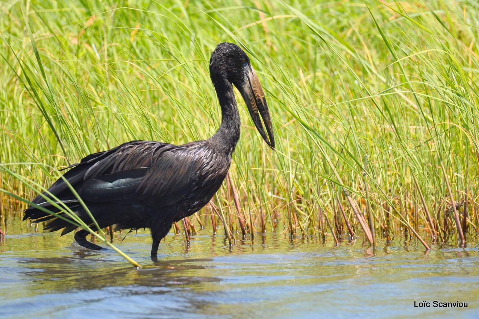 Bec-ouvert africain/African Openbill Stork (1)
