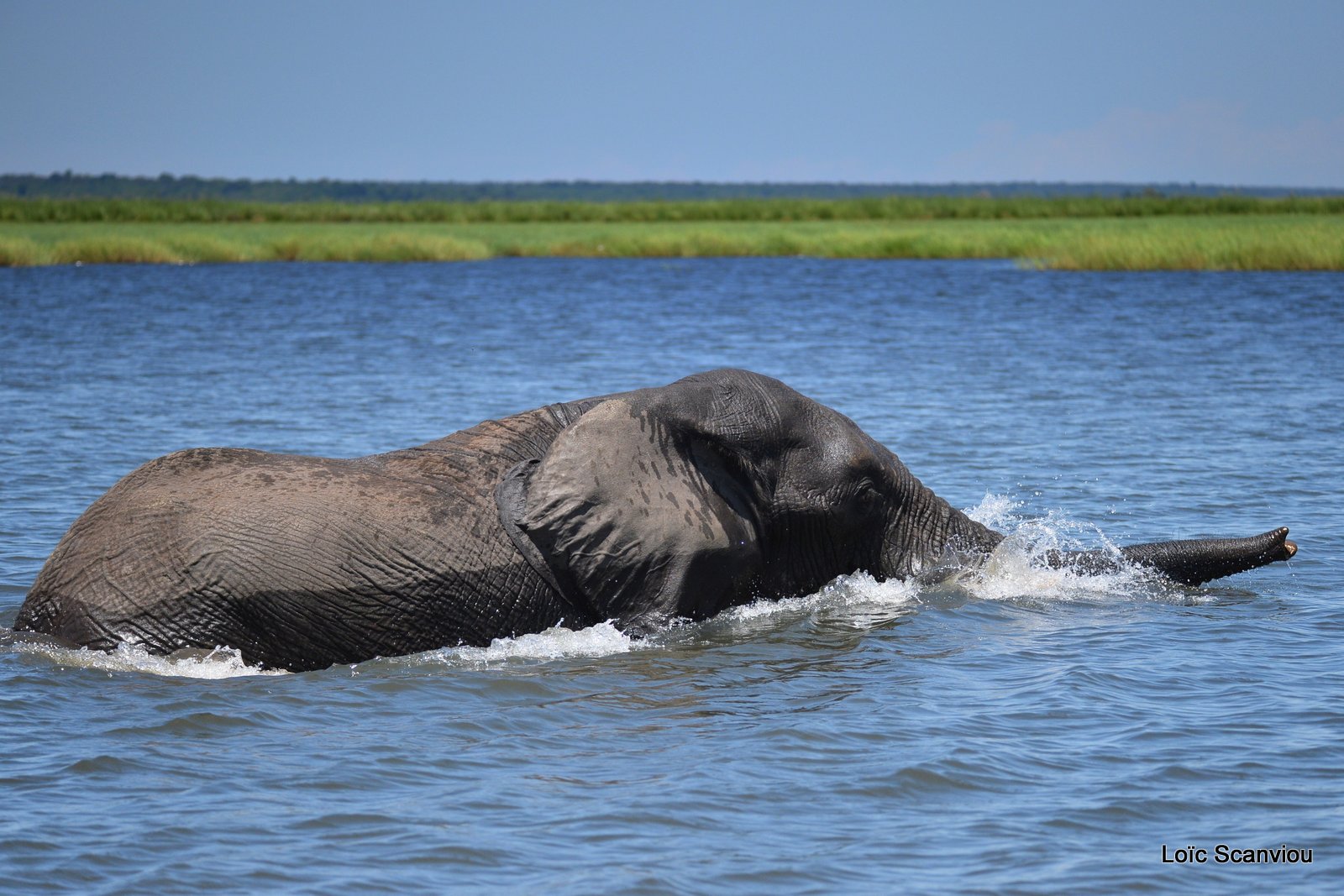Chobe River Front 2020 (294)