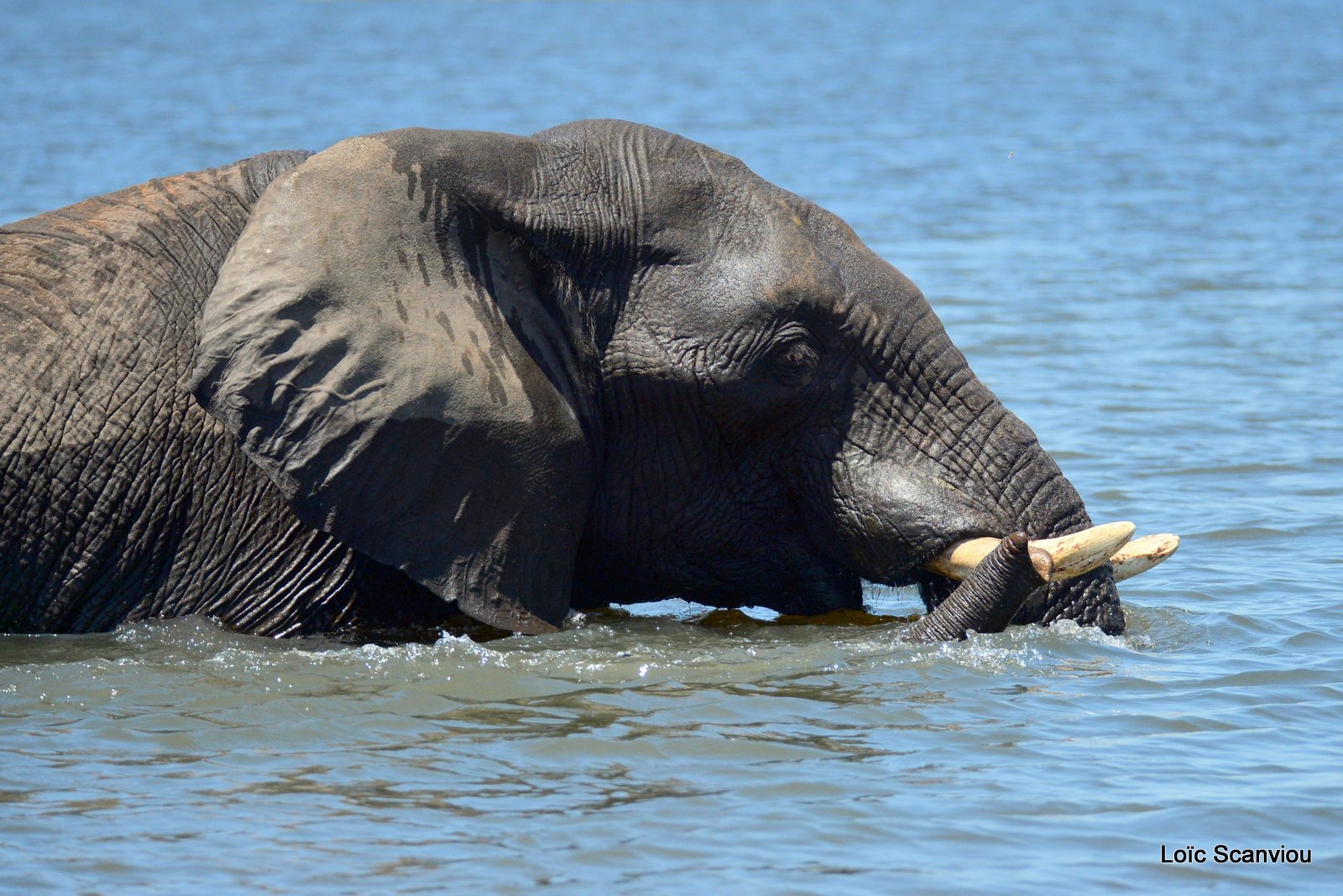 Chobe River Front 2020 (295)