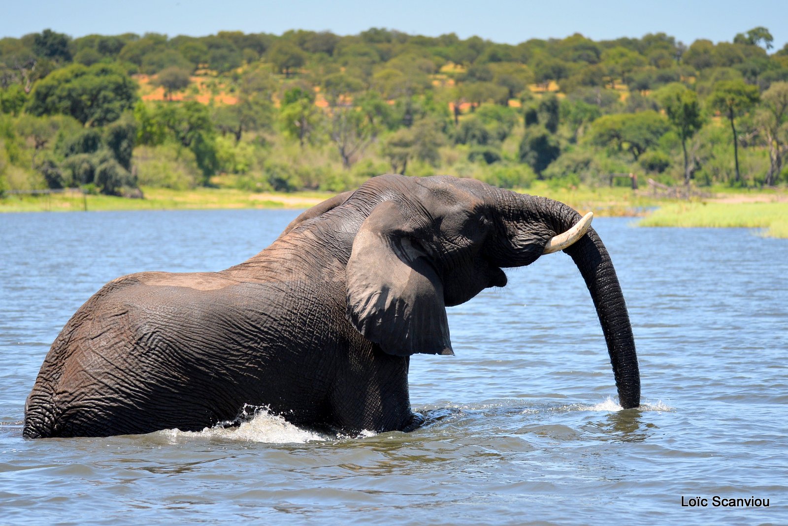 Chobe River Front 2020 (296)