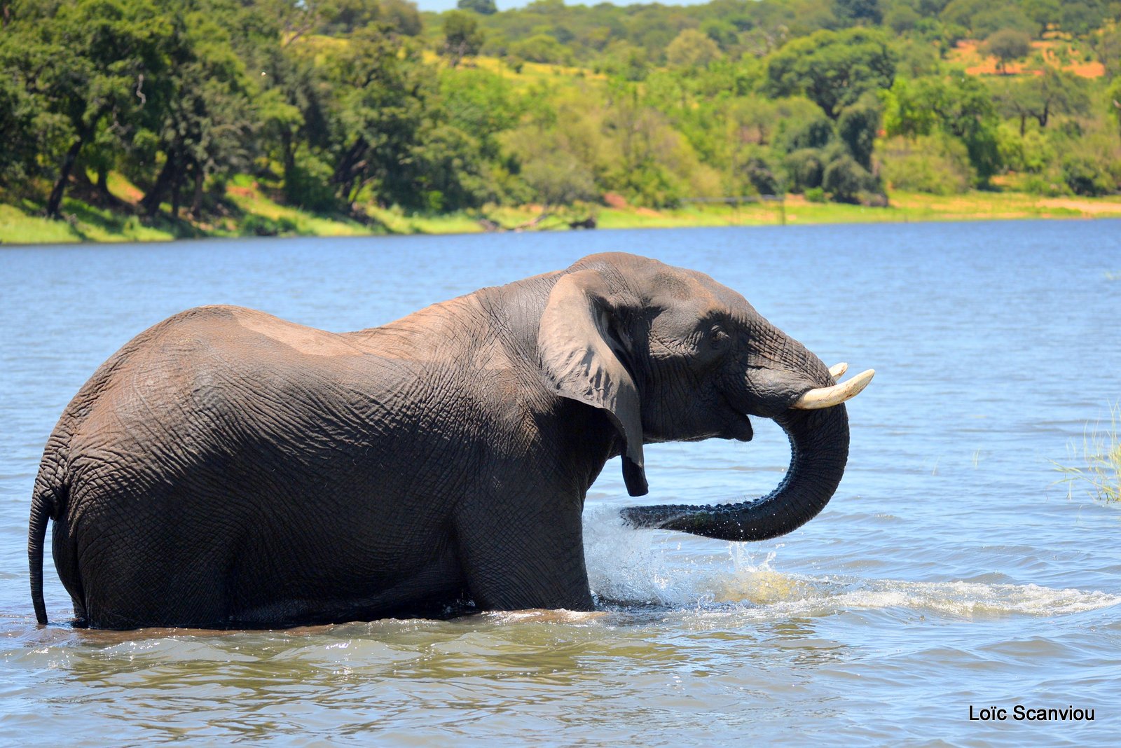Chobe River Front 2020 (297)