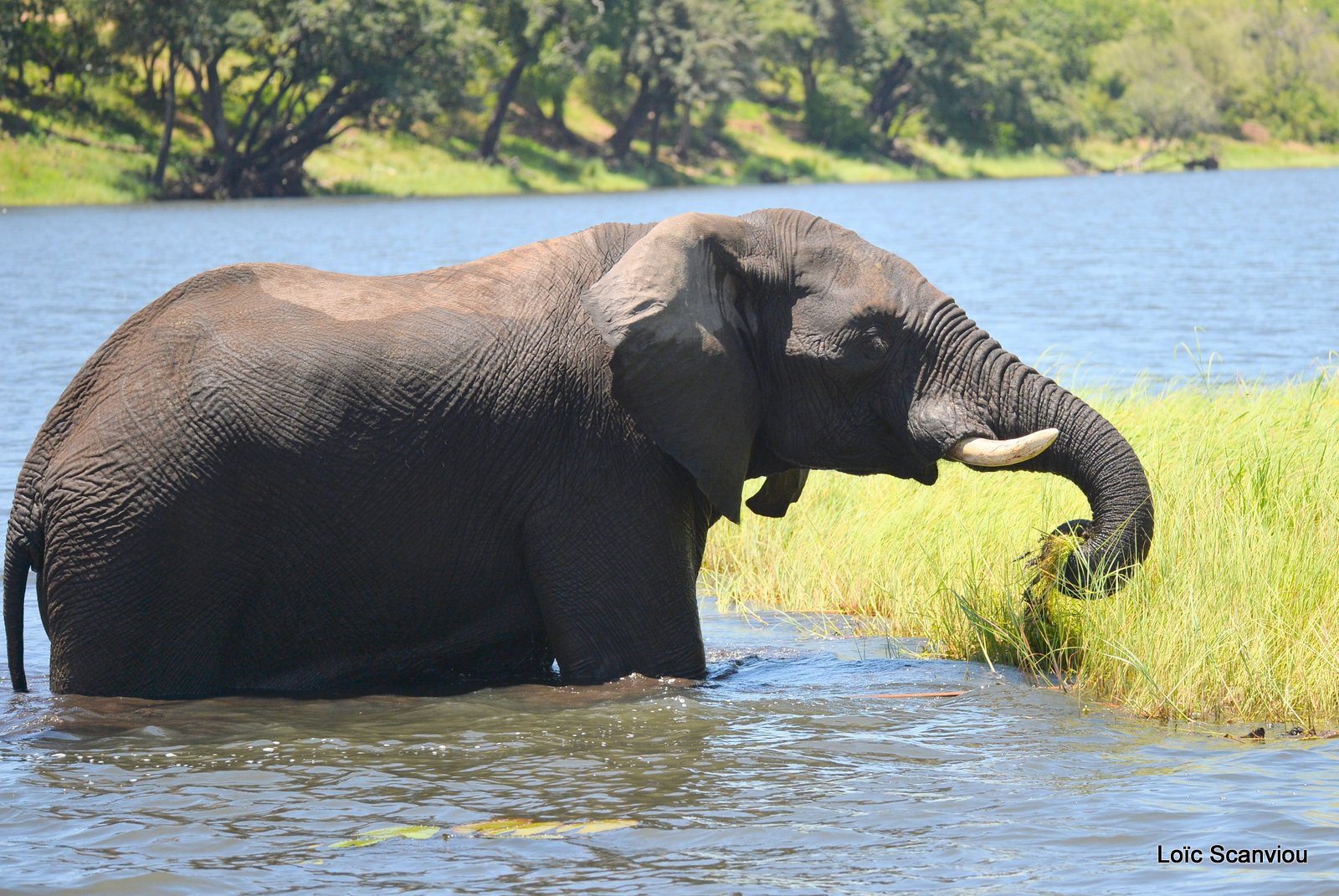Chobe River Front 2020 (298)