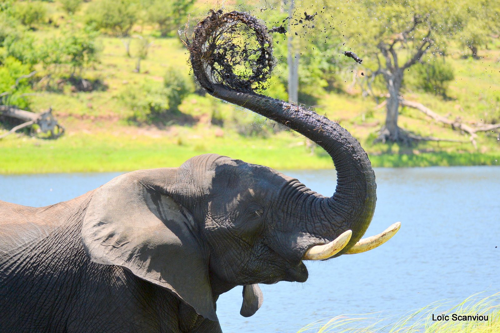 Chobe River Front 2020 (299)