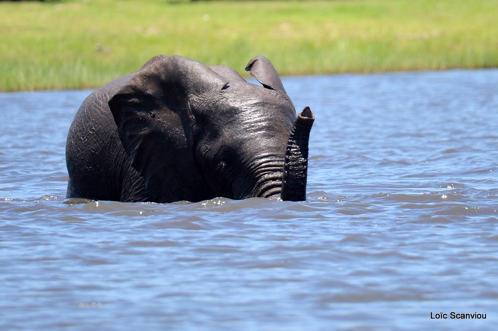 Chobe River Front 2020 (3)