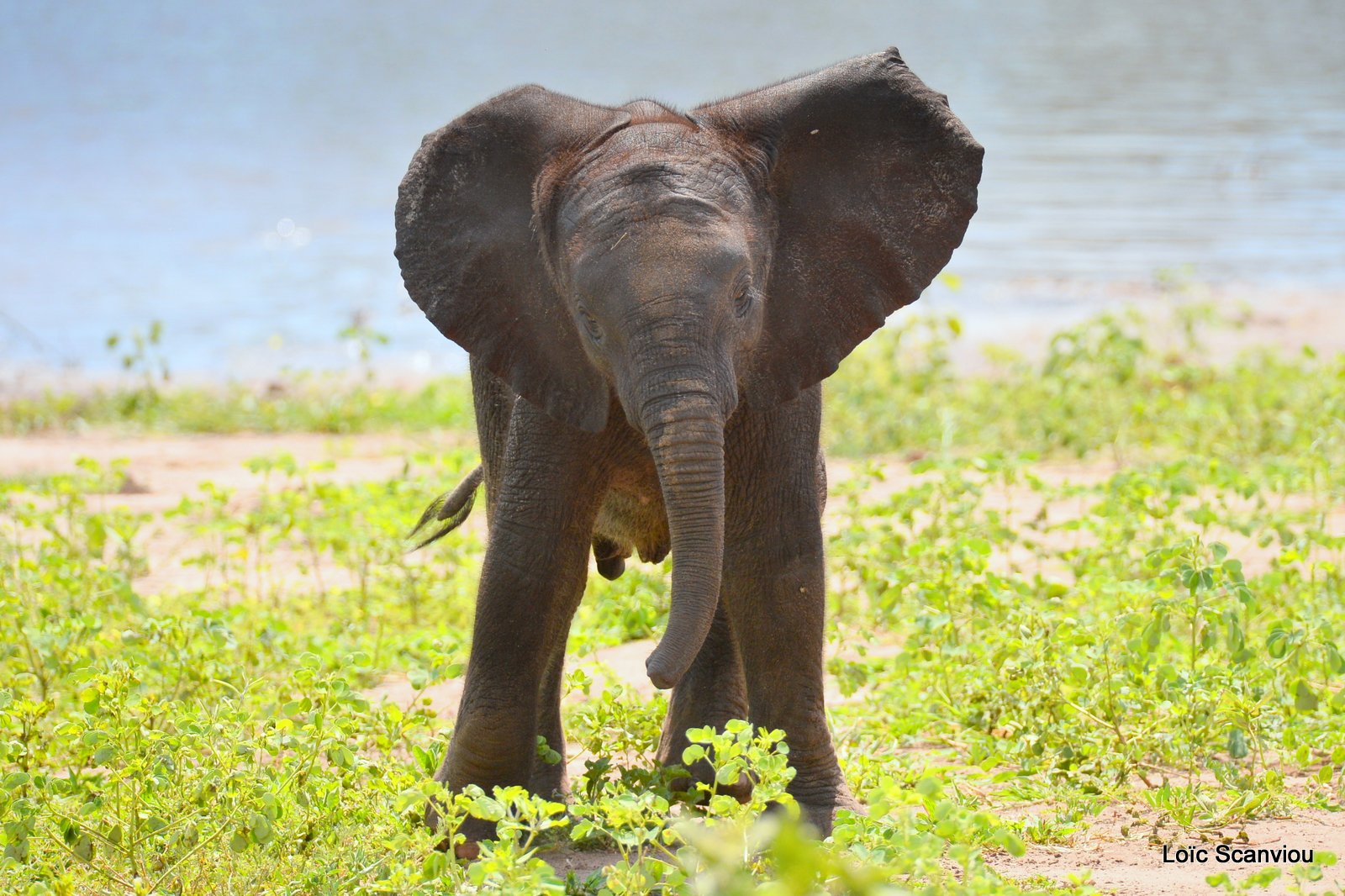 Chobe River Front 2020 (30)