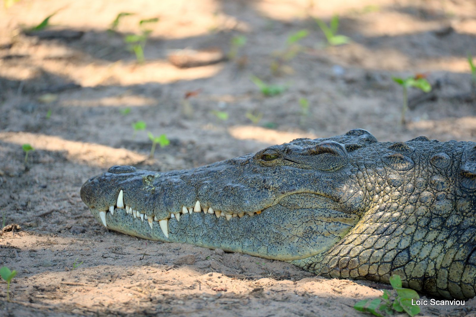 Crocodile du Nil/Nile Crocodile (2)