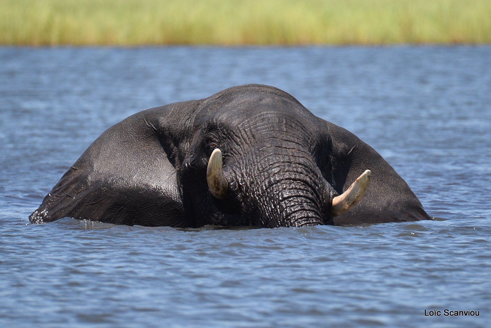 Chobe River Front 2020 (301)