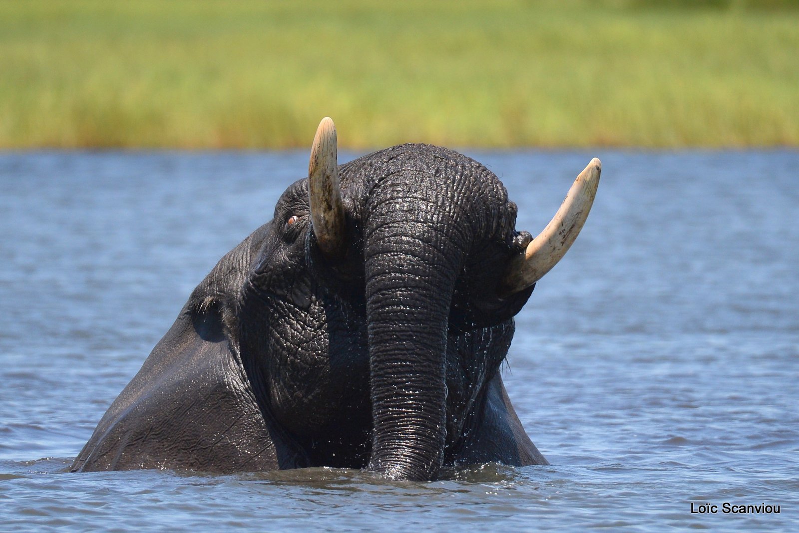 Chobe River Front 2020 (302)