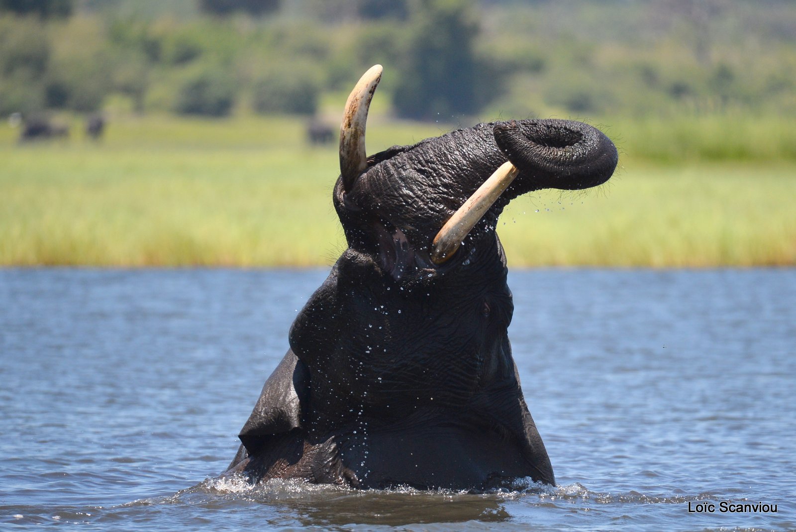 Chobe River Front 2020 (303)