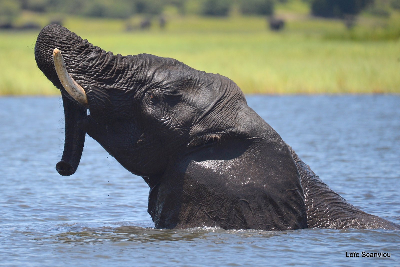Chobe River Front 2020 (304)