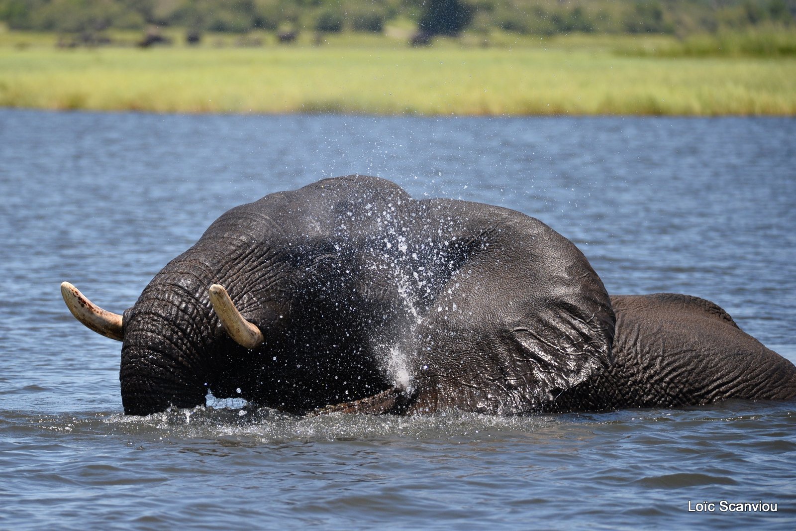 Chobe River Front 2020 (305)
