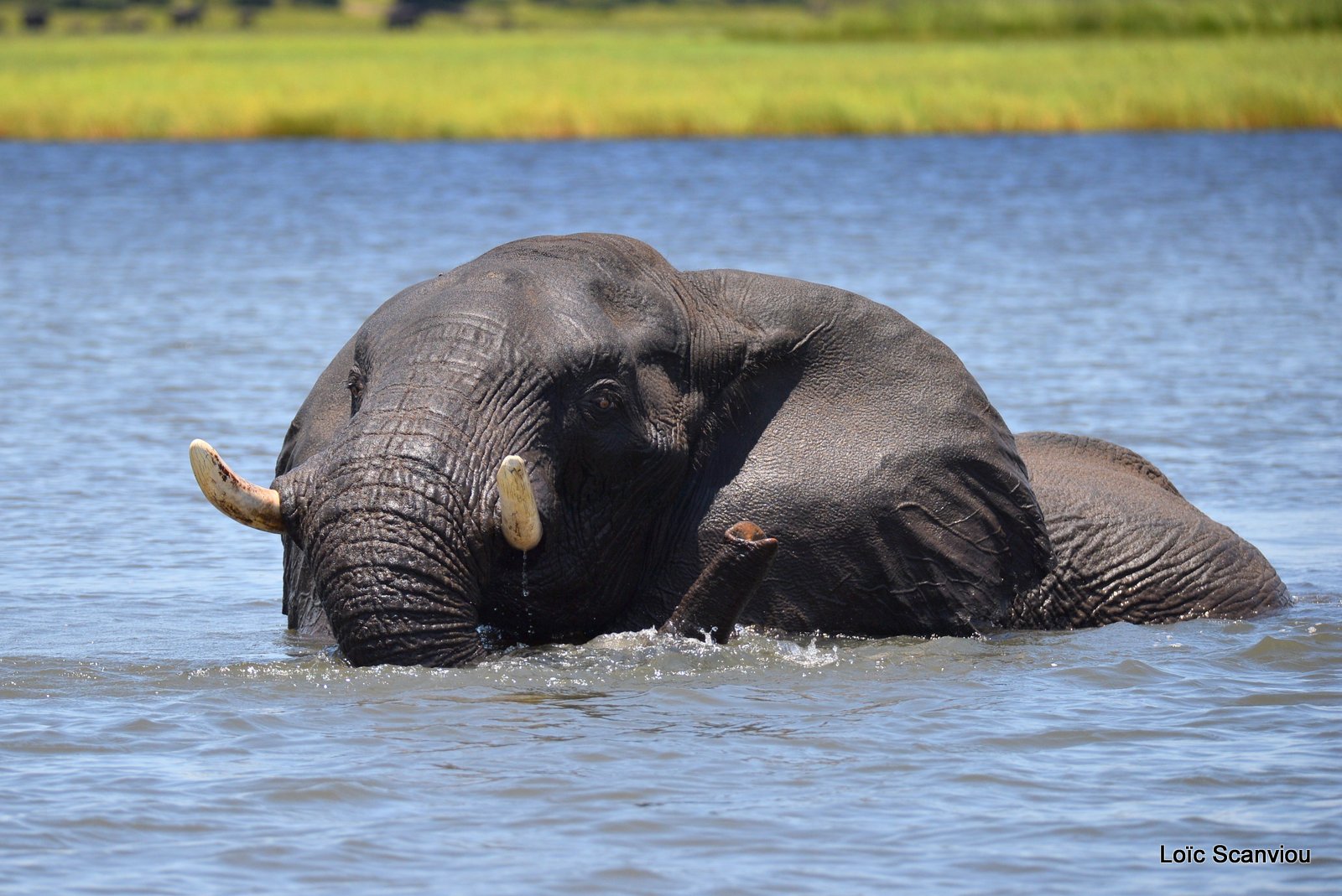 Chobe River Front 2020 (306)