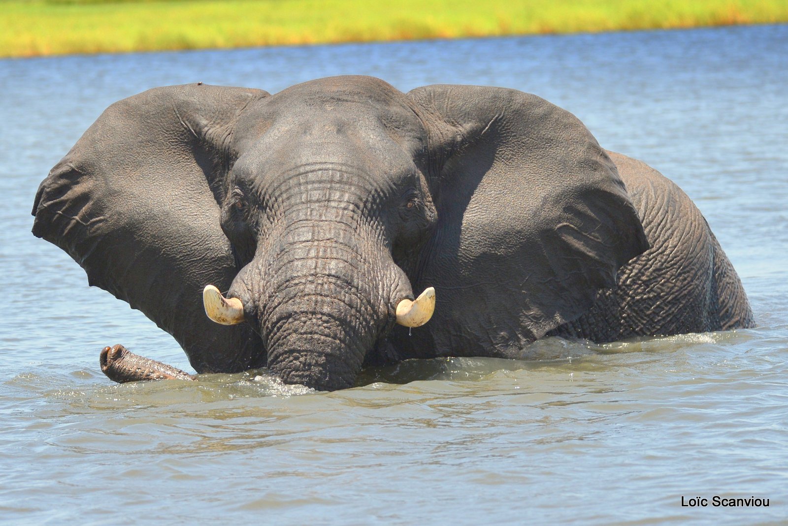 Chobe River Front 2020 (307)