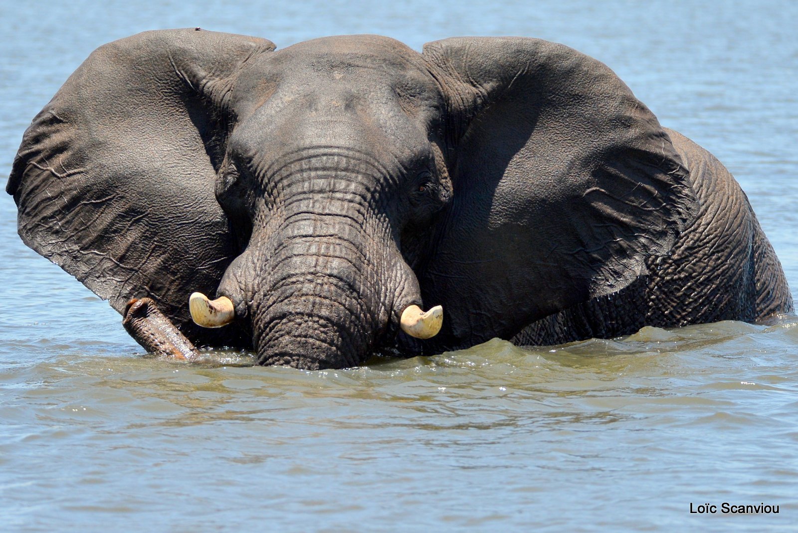 Chobe River Front 2020 (308)