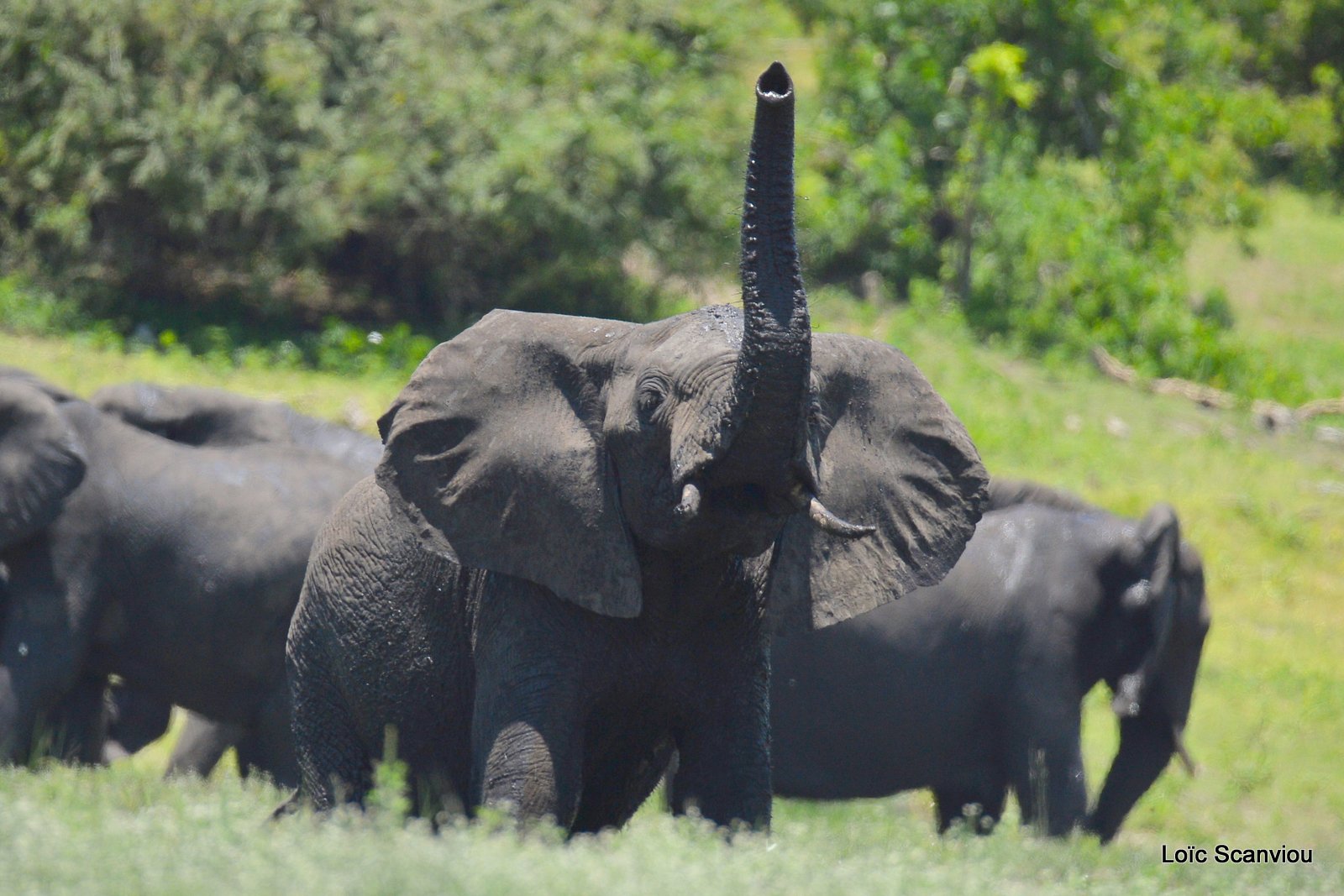Chobe River Front 2020 (309)