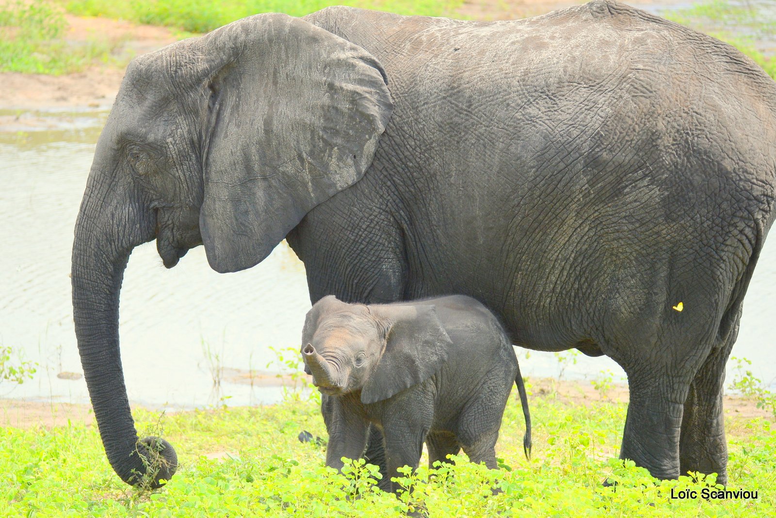 Chobe River Front 2020 (31)