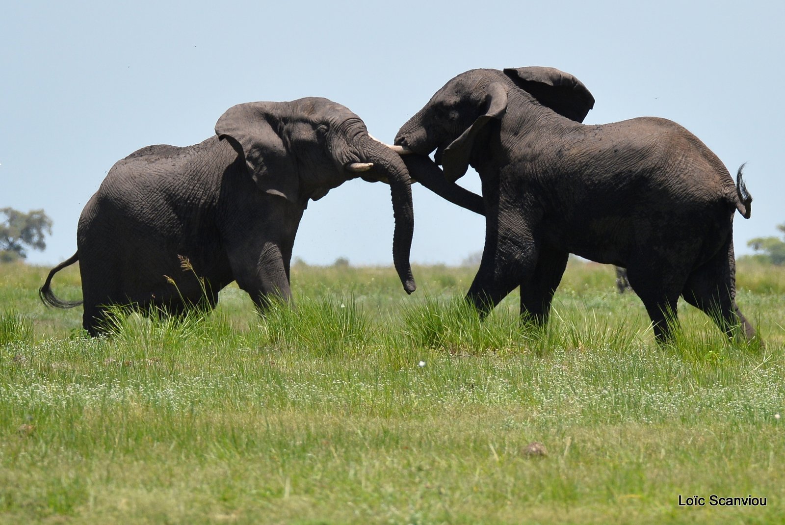 Chobe River Front 2020 (310)