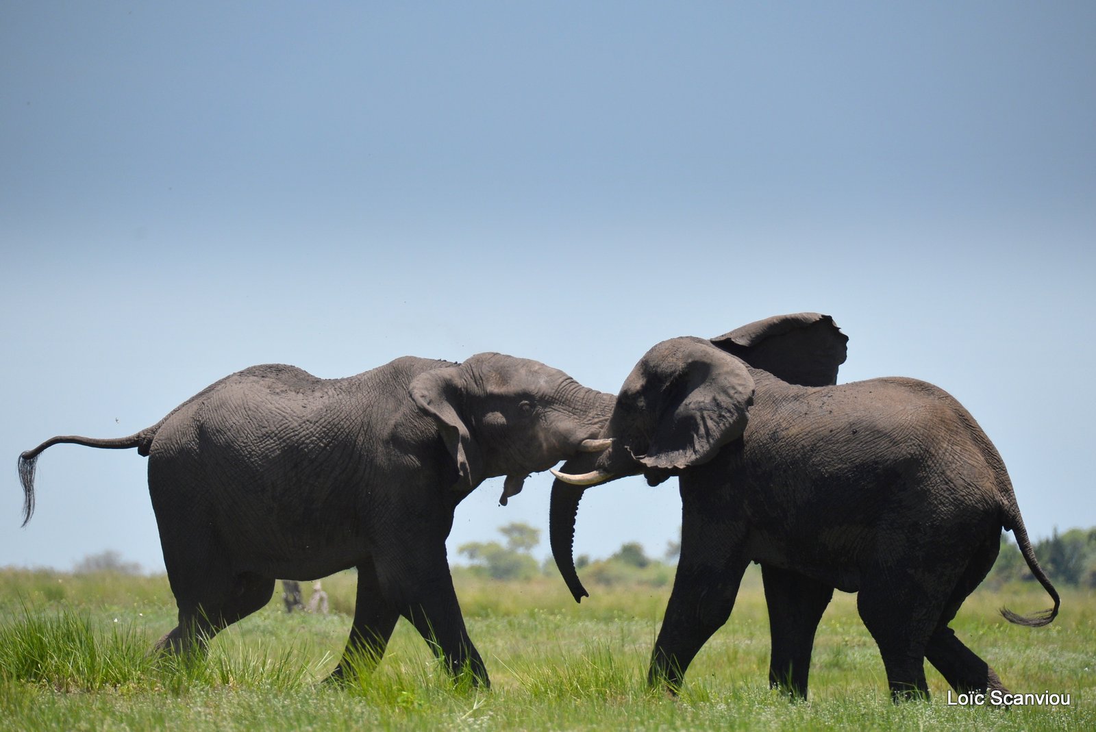 Chobe River Front 2020 (311)