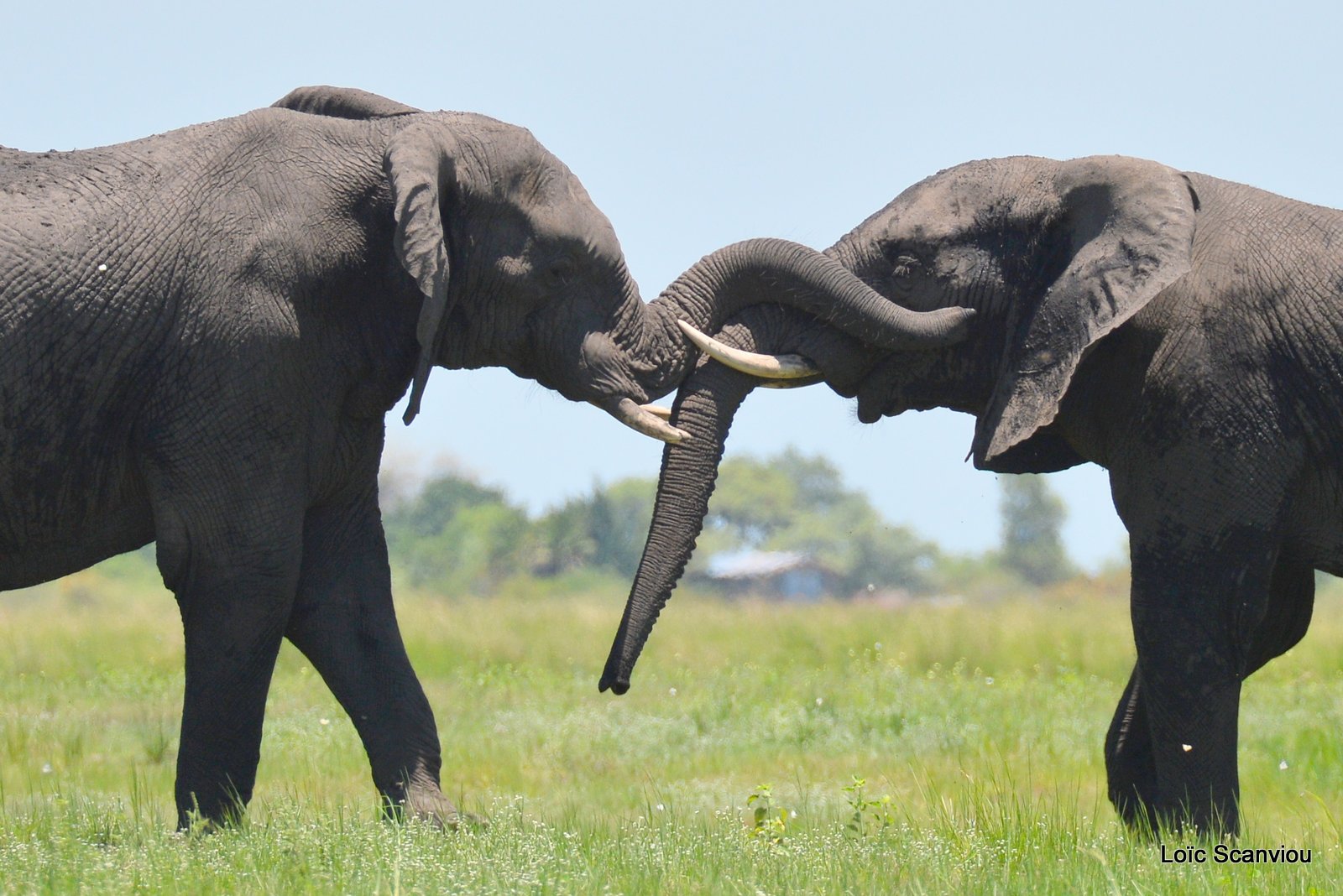 Chobe River Front 2020 (312)