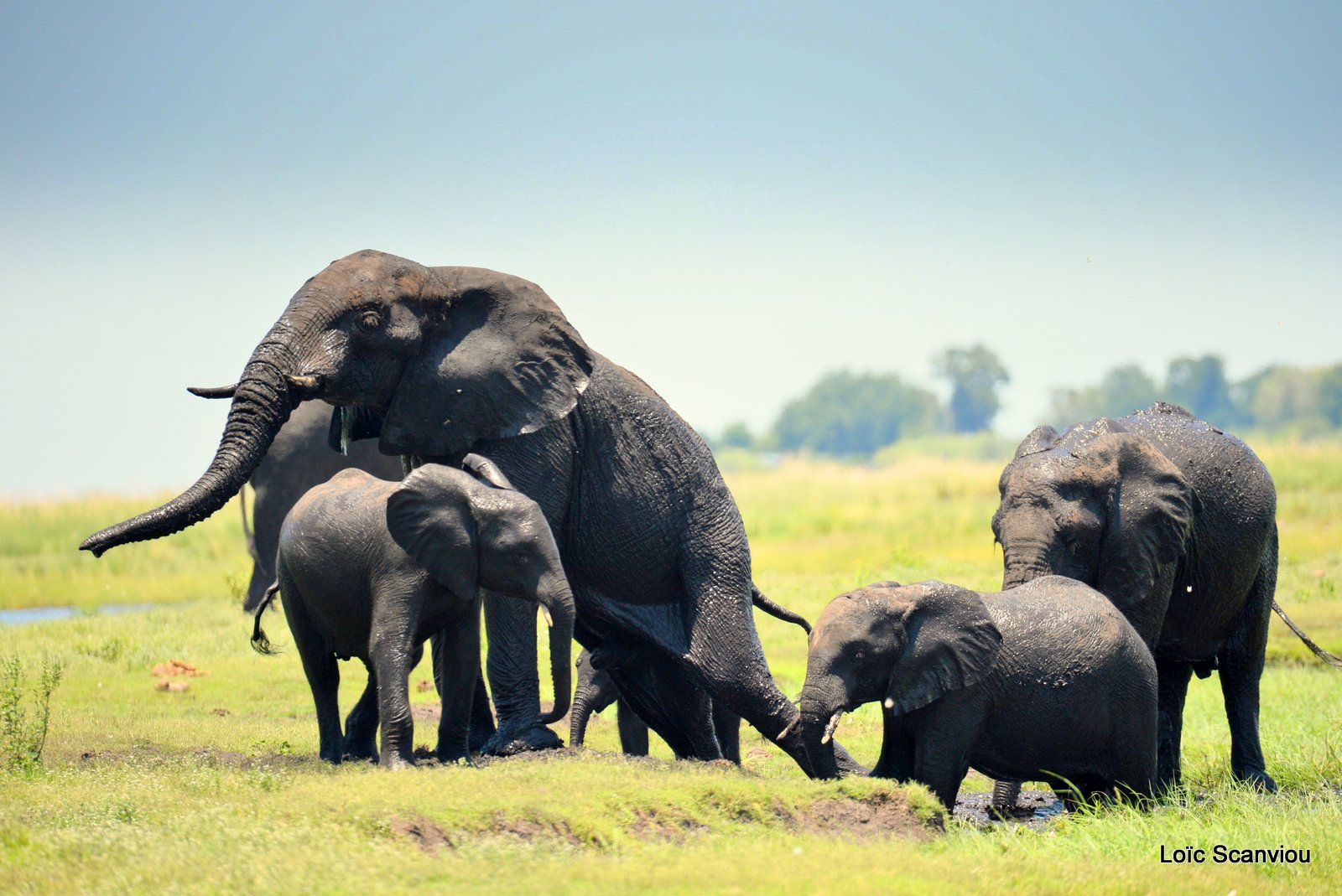 Chobe River Front 2020 (315)