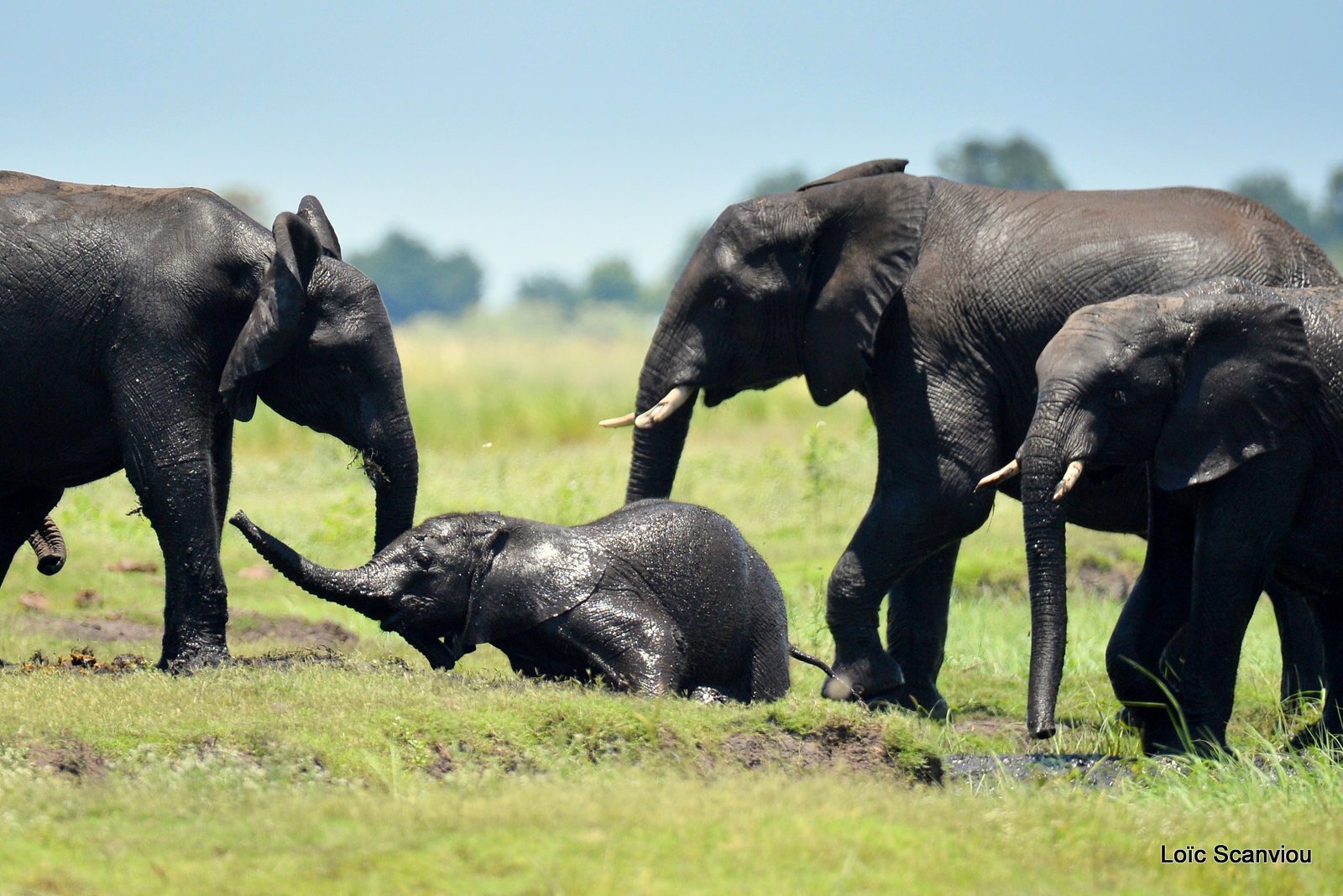 Chobe River Front 2020 (316)