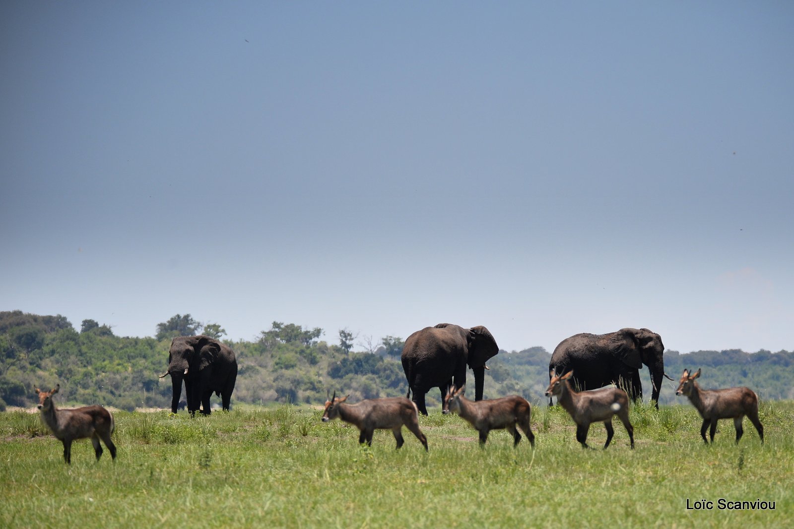 Chobe River Front 2020 (317)