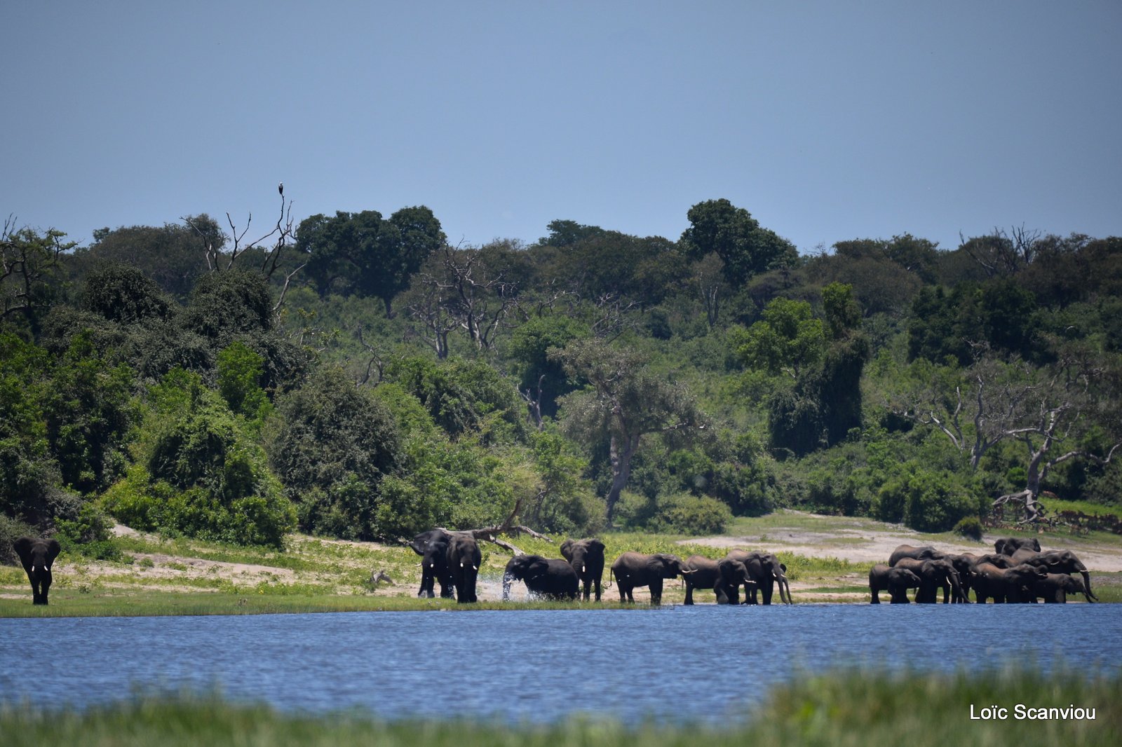 Chobe River Front 2020 (318)