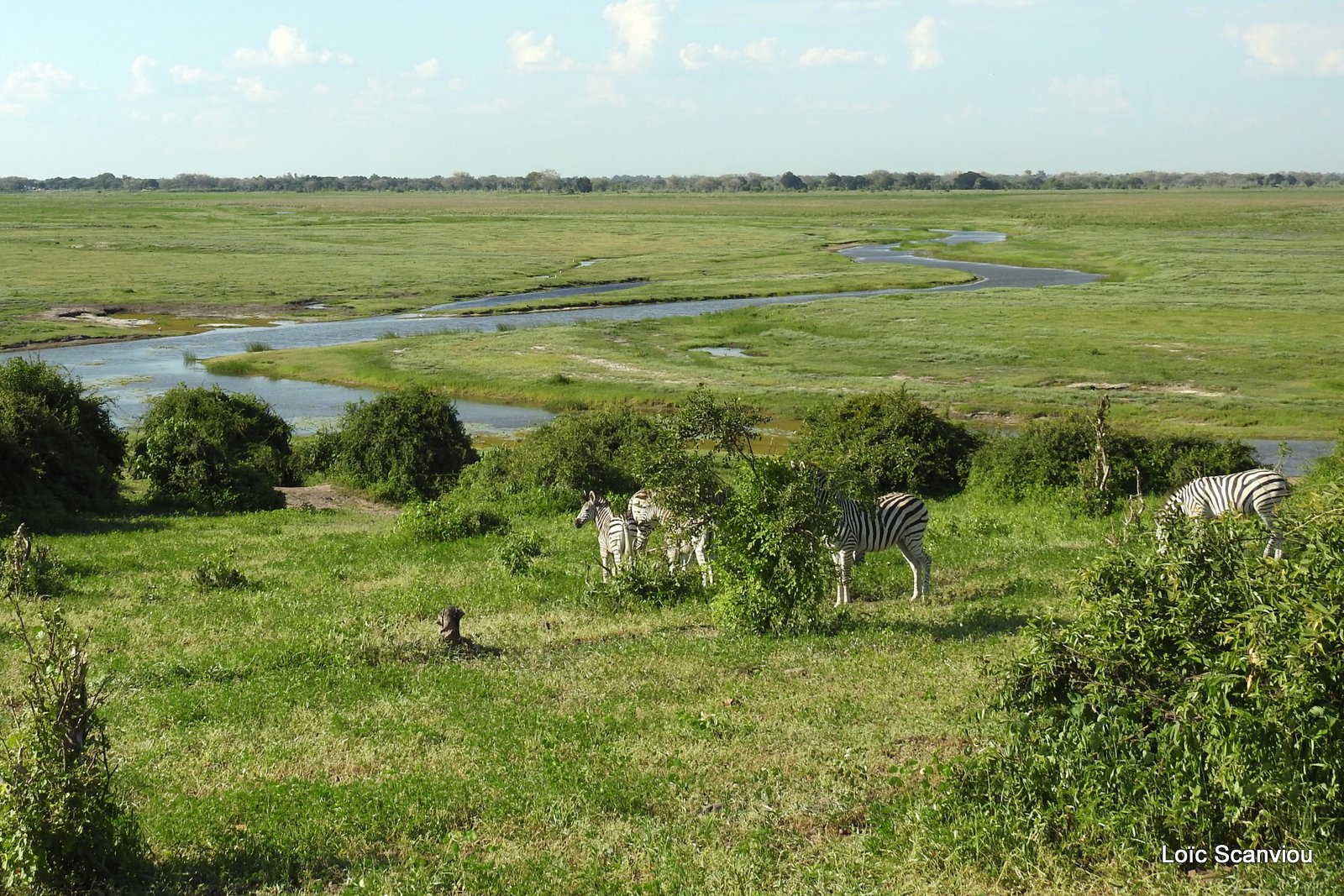 Chobe River Front 2020 (319)