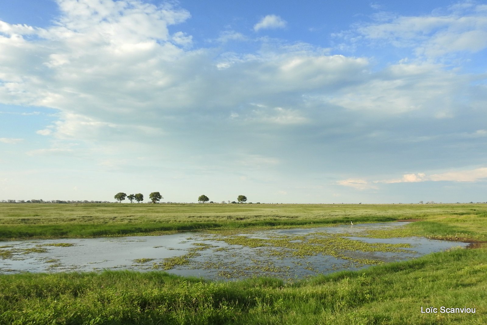 Chobe River Front 2020 (320)